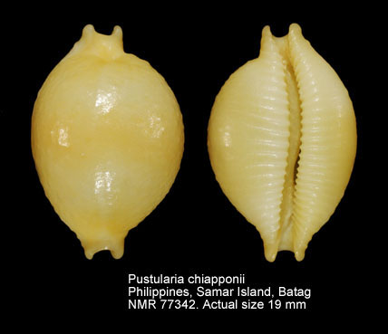 Pustularia chiapponii.jpg - Pustularia chiapponiiLorenz,1999